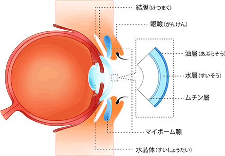 目の三層構造